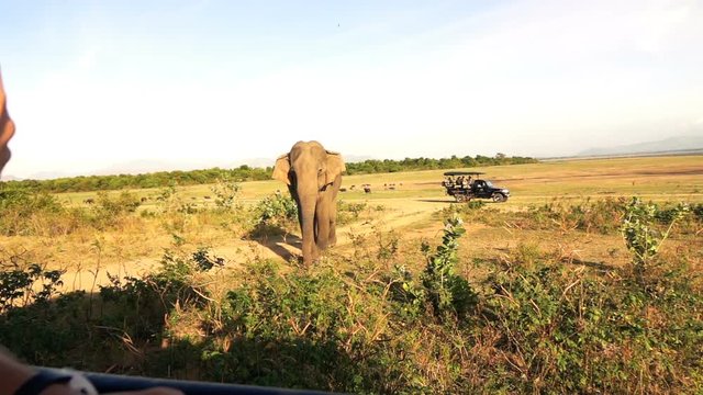 People in jeep admire elephant during safari trip in Sri Lanka, super slow motion 240fps
