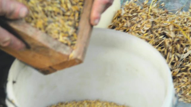 Worker pours grain from a sieve into a container. Sifting grain concept