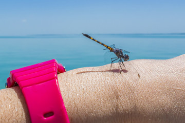 Dragonfly resting on a woman's arm