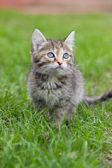 Obraz premium kitten of tortoiseshell color sits in green grass and looks up to the sky