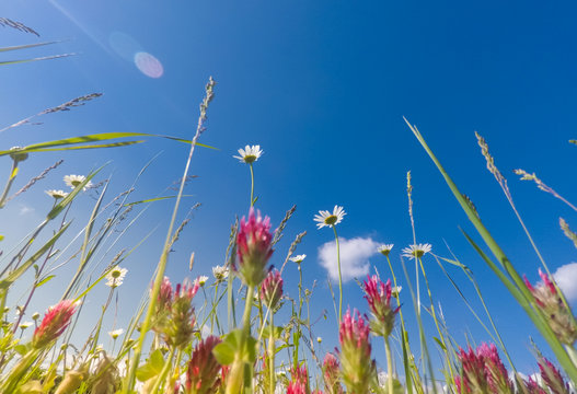 Fototapeta Meadow wild flowers