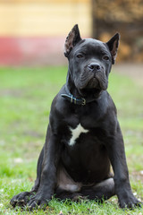 Puppy age 3 months of Cane Corso breed of black color sits on the grass