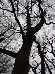 twisted black winter trees against a grey sky