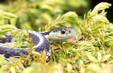 Garter Snake
