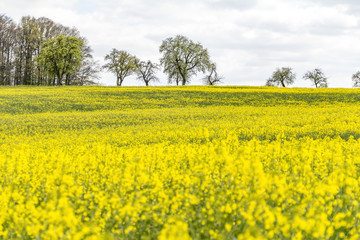 Obraz premium field of rapeseed at spring time