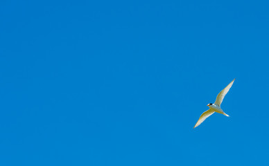 Little tern (Sternula albifrons), here in flight against blue sky. Bird in corner and lots of copy space.