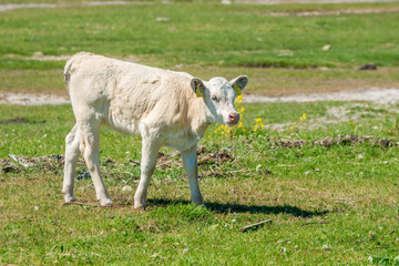 Golden beige calf walking on seaside meadow.