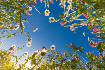 Meadow wild flowers against blue sky from ground