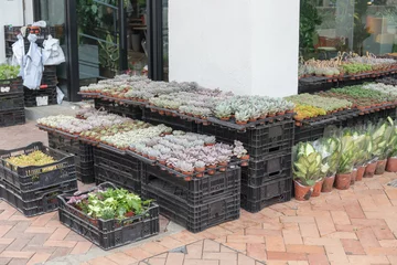 Crédence de cuisine en verre imprimé Fleuriste Fresh Plants For Sale in Flower Shop