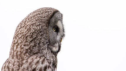 Great Grey's Profile on White