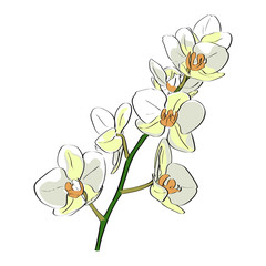Obraz premium Vector drawn orchid on white background. Exotic collection.