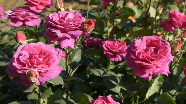 Pink roses swaying in breeze in garden