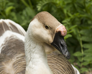 African Goose