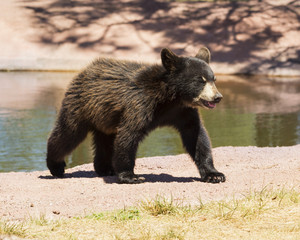 Bear cub
