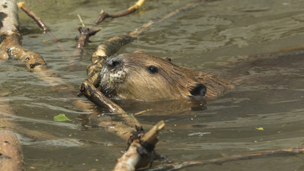 Beaver