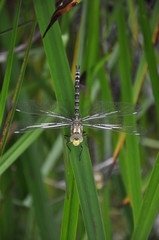 Libelle