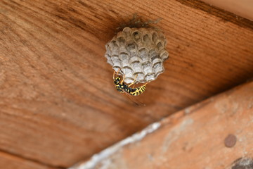 wasp sitting in the nest macro