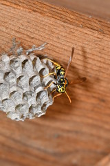 wasp sitting in the nest macro