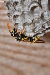 wasp sitting in the nest macro
