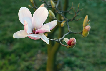 Obraz premium Pink magnolia flowers in the garden