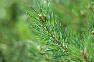 Pine tree close-up