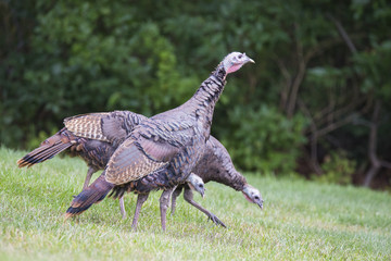 Wild turkey in summer