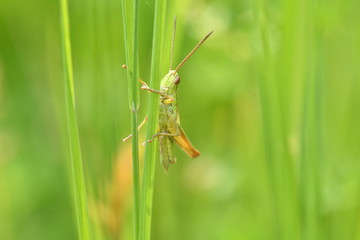 hidden grasshoppers insects on the grass	