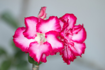 Fototapeta na wymiar desert rose flower.
