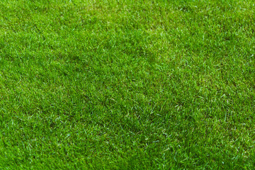 Fototapeta premium background green lawn
