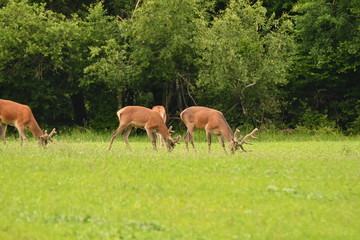 grazing deers stag hart on the meadow 