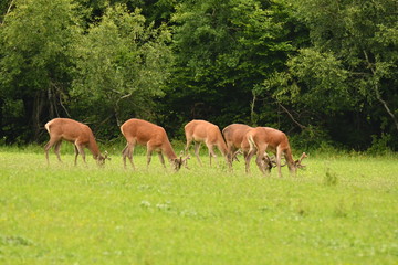 Naklejka na ściany i meble grazing deers stag hart on the meadow 