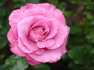 flower, rose, blossom, nature, beautiful, green, floral, beauty, bloom, garden, background, love, plant, summer, valentine, petal, natural,  fresh, day, red, romance, color, white, gift, flora, isolat
