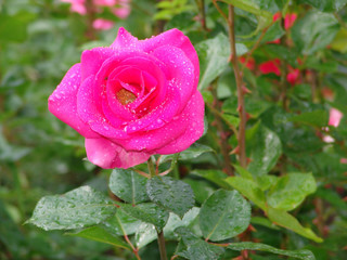 flower, rose, blossom, nature, beautiful, green, floral, beauty, bloom, garden, background, love, plant, summer, valentine, petal, natural,  fresh, day, red, romance, color, white, gift, flora, isolat