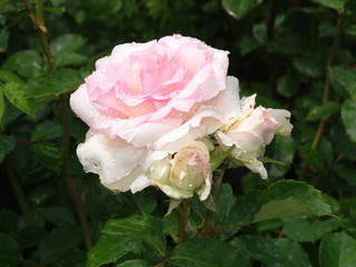 flower, rose, blossom, nature, beautiful, green, floral, beauty, bloom, garden, background, love, plant, summer, valentine, petal, natural,  fresh, day, red, romance, color, white, gift, flora, isolat