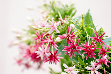 Rangoon Creeper, Combretum indicum flower
