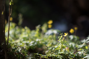 flowers in a forest in spring