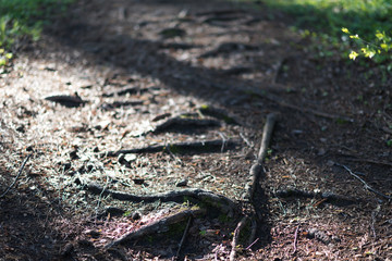 big tree roots and sunbeam in a green forest