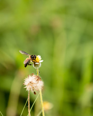 Bee cover on flower