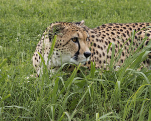 Cheetah