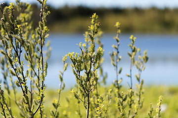 The willow trees with the fresh green leaves in spring