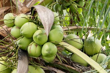 group of green coconut fruit