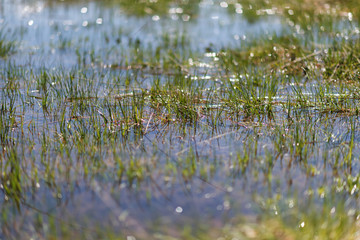 spring flooded field