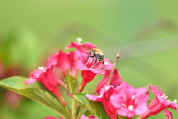 Obraz na płótnie Canvas The bumble-bee polinates on the flower 
