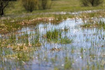 spring flooded field