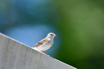 Juvenile chipping sparrow (Spizella passerina) eating an insect