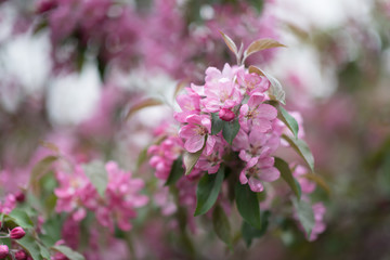 Beautiful Branch with red flowers in the Gothic style