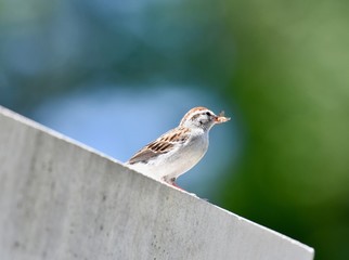 Juvenile chipping sparrow (Spizella passerina) eating an insect