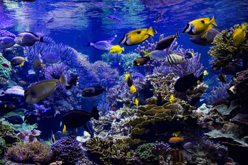Aquarium reef - obrazy, fototapety, plakaty