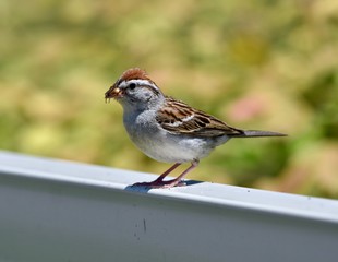 Juvenile chipping sparrow (Spizella passerina) eating an insect