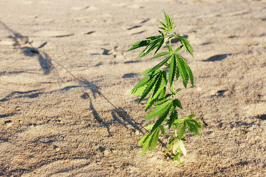 The growth of the CANNABIS grows in the sand on a sandy background. MARIJUANA is green in sunny warm rays. HEMP on a blurred background. Natural Cannabis Wallpaper